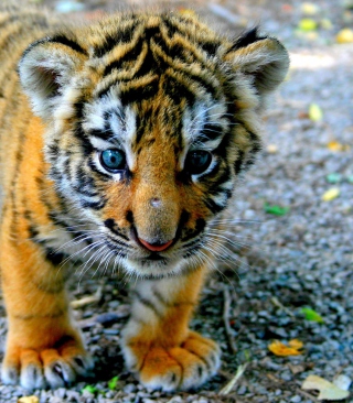 Cute Tiger Cub - Fondos de pantalla gratis para HTC Touch Diamond CDMA