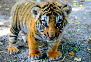 Cute Tiger Cub - Obrázkek zdarma 