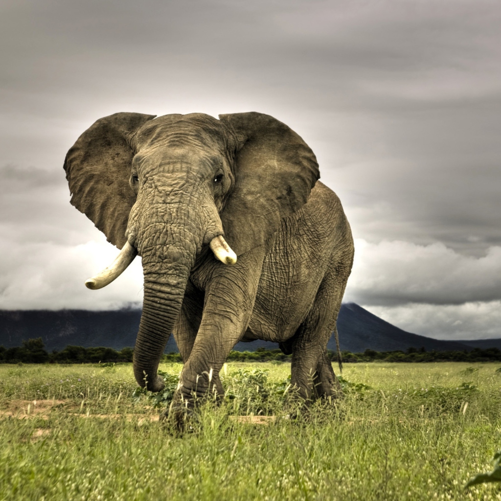Sfondi Elephant In National Park South Africa 1024x1024