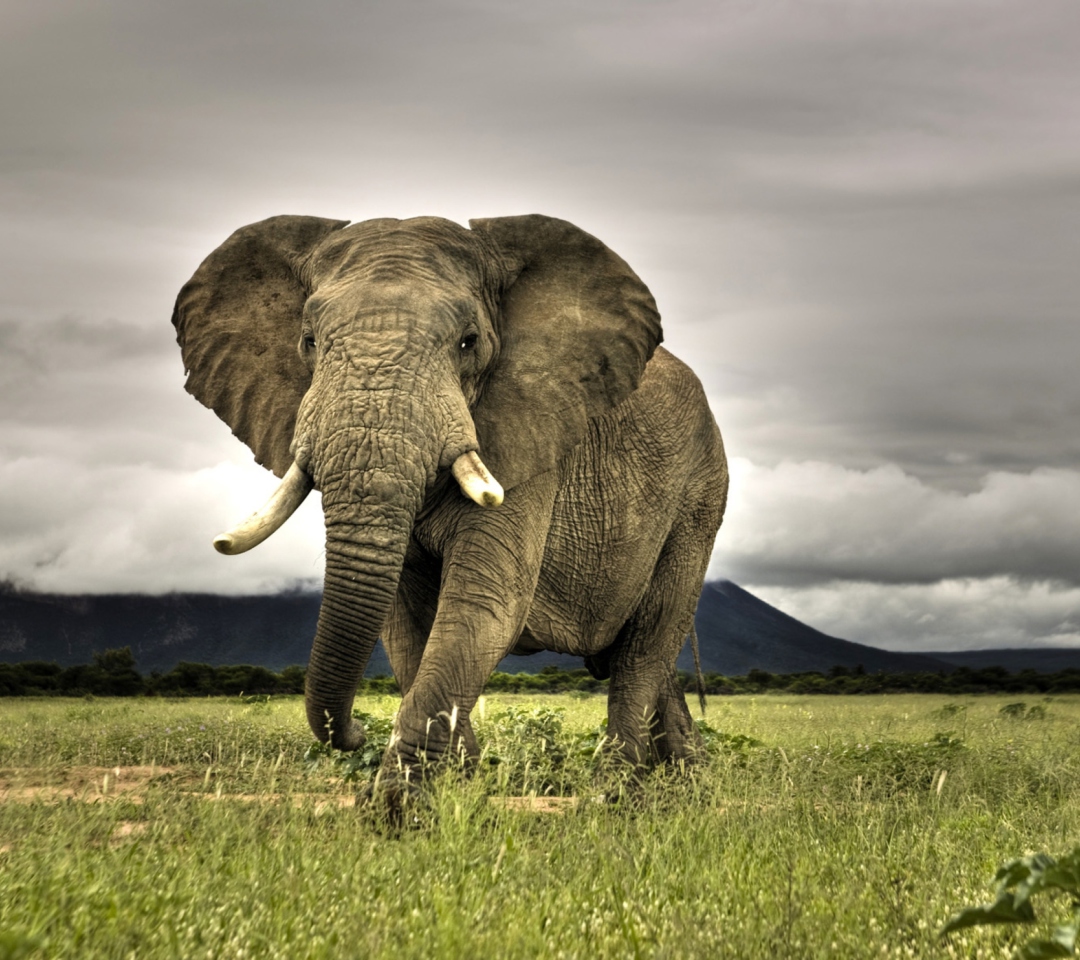 Fondo de pantalla Elephant In National Park South Africa 1080x960