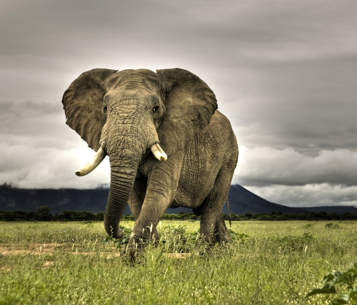 Elephant In National Park South Africa wallpaper 1200x1024