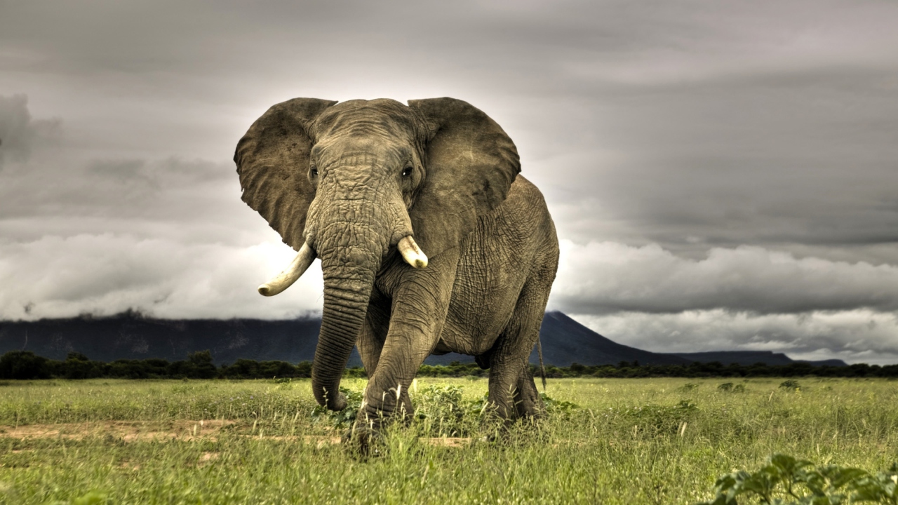 Fondo de pantalla Elephant In National Park South Africa 1280x720