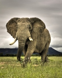 Screenshot №1 pro téma Elephant In National Park South Africa 128x160