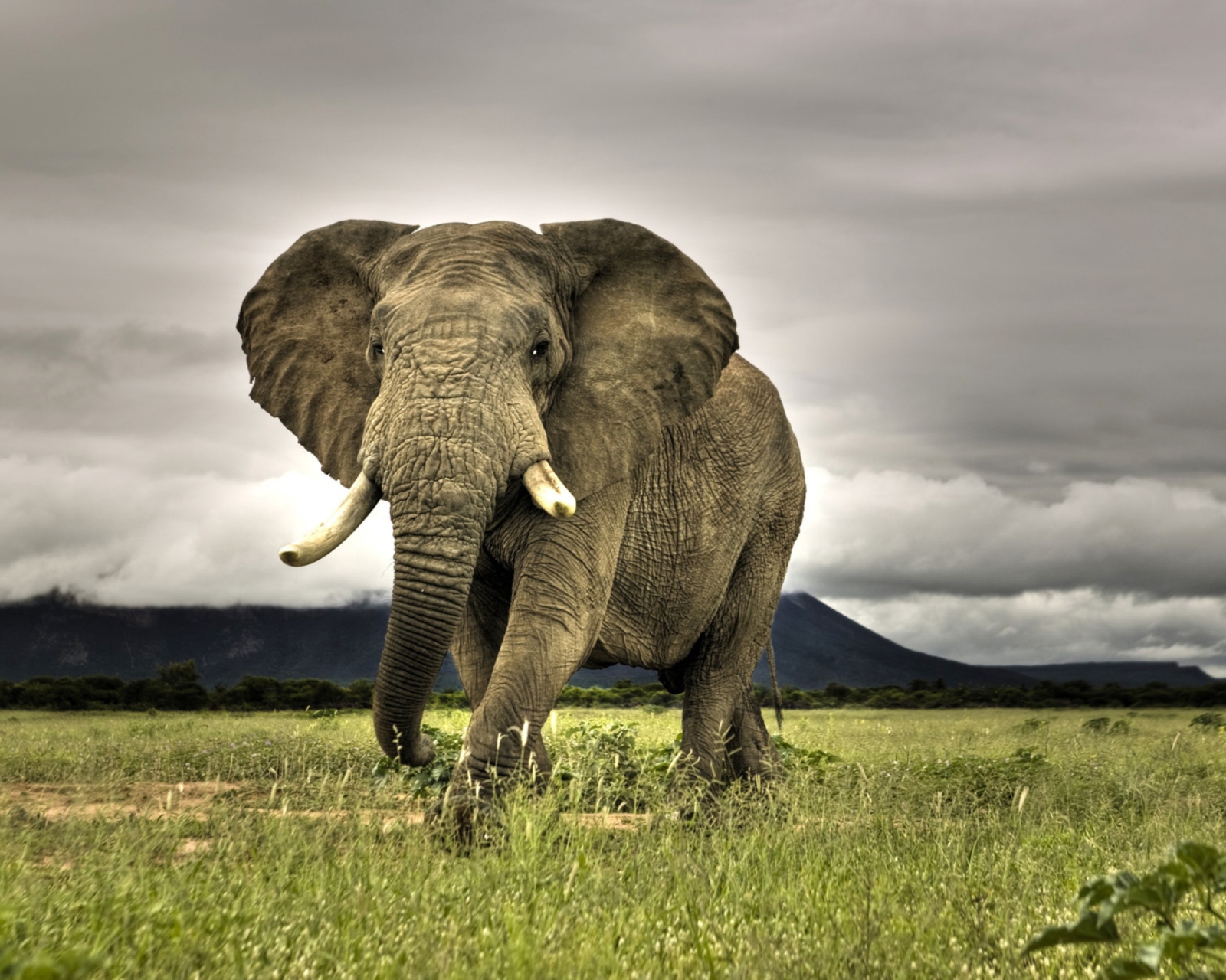 Sfondi Elephant In National Park South Africa 1600x1280