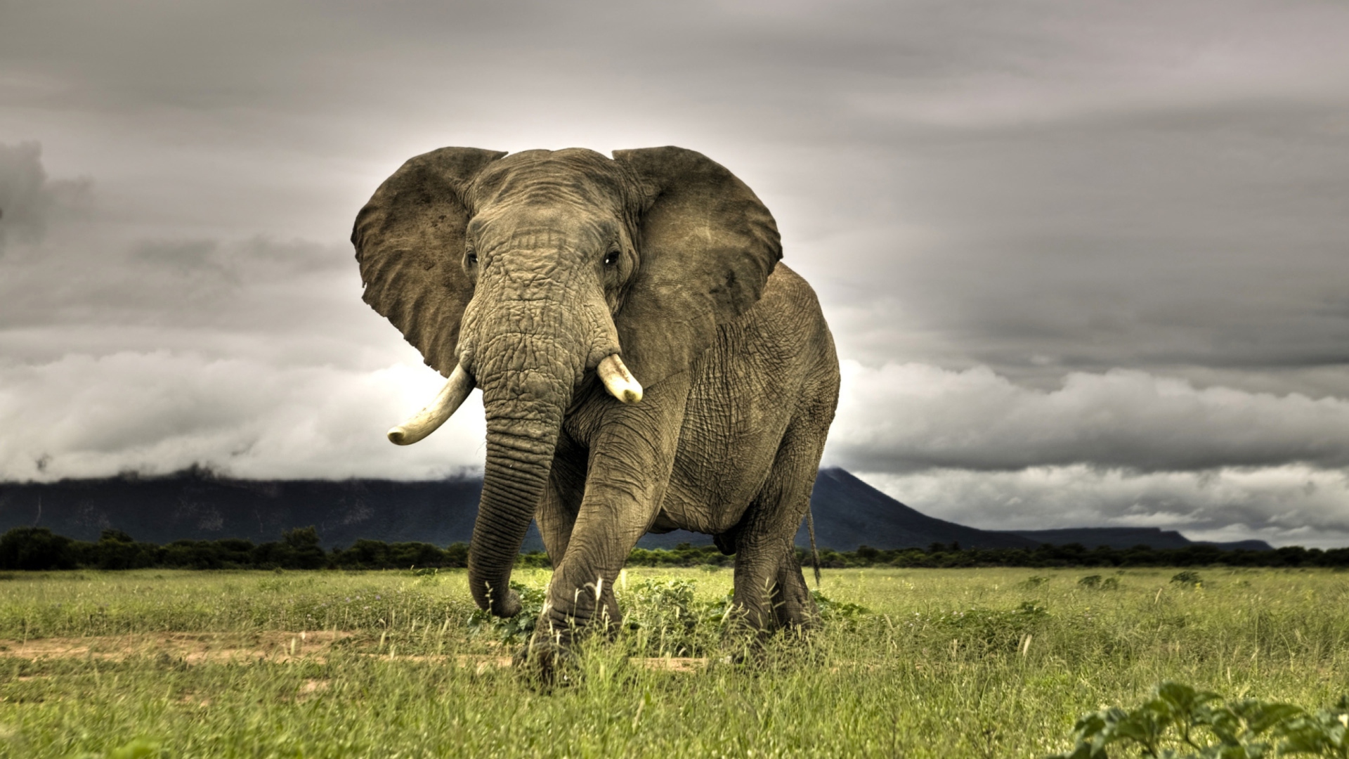 Elephant In National Park South Africa wallpaper 1920x1080