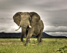 Sfondi Elephant In National Park South Africa 220x176