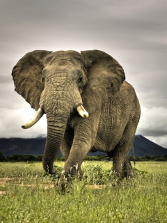 Screenshot №1 pro téma Elephant In National Park South Africa 240x320