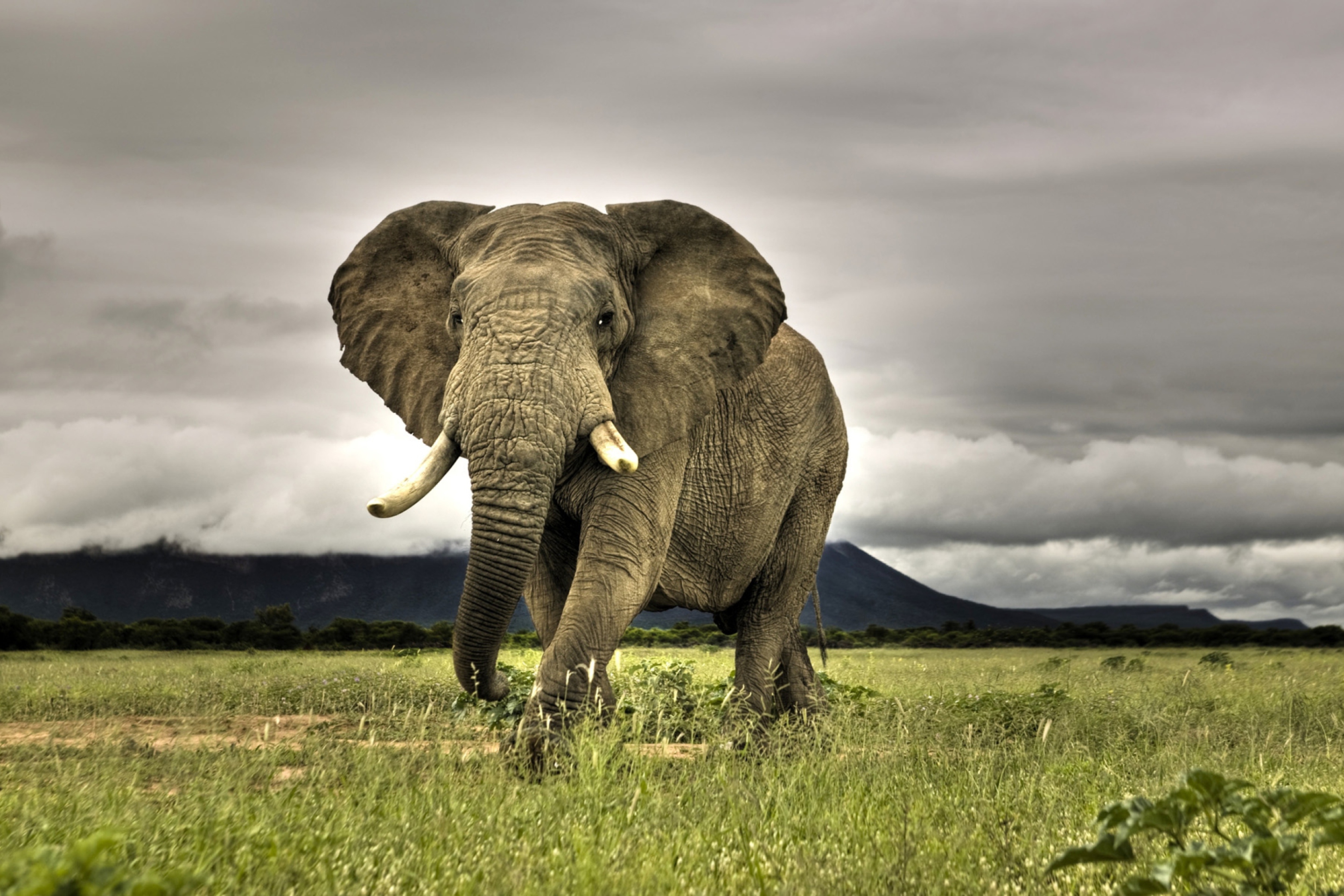 Elephant In National Park South Africa wallpaper 2880x1920