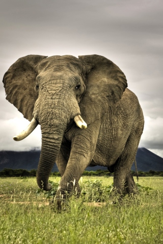 Обои Elephant In National Park South Africa 320x480