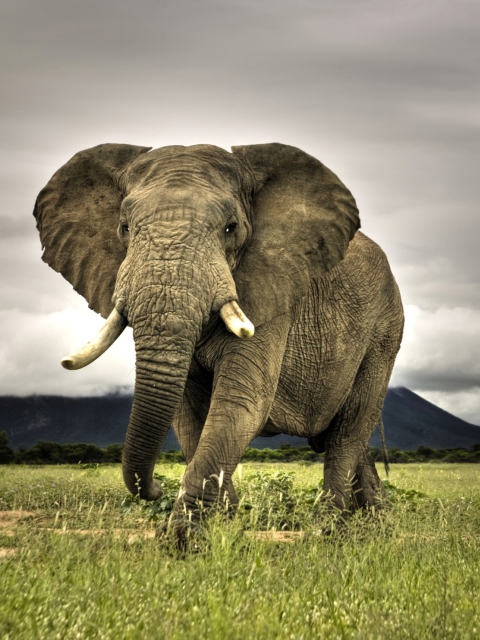Elephant In National Park South Africa wallpaper 480x640