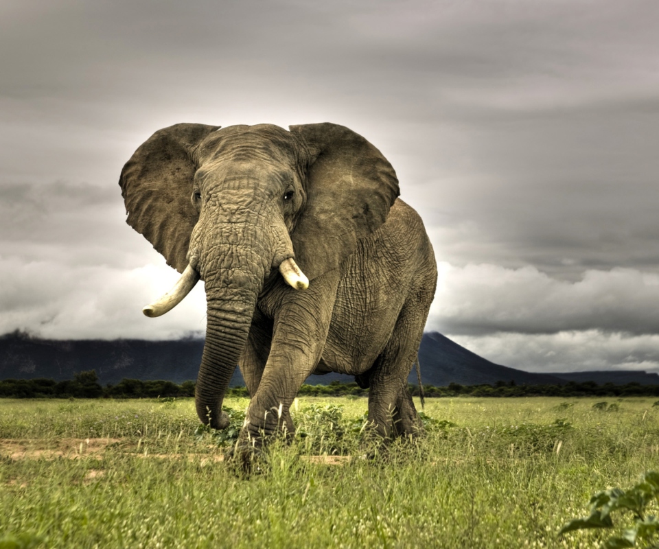 Elephant In National Park South Africa screenshot #1 960x800