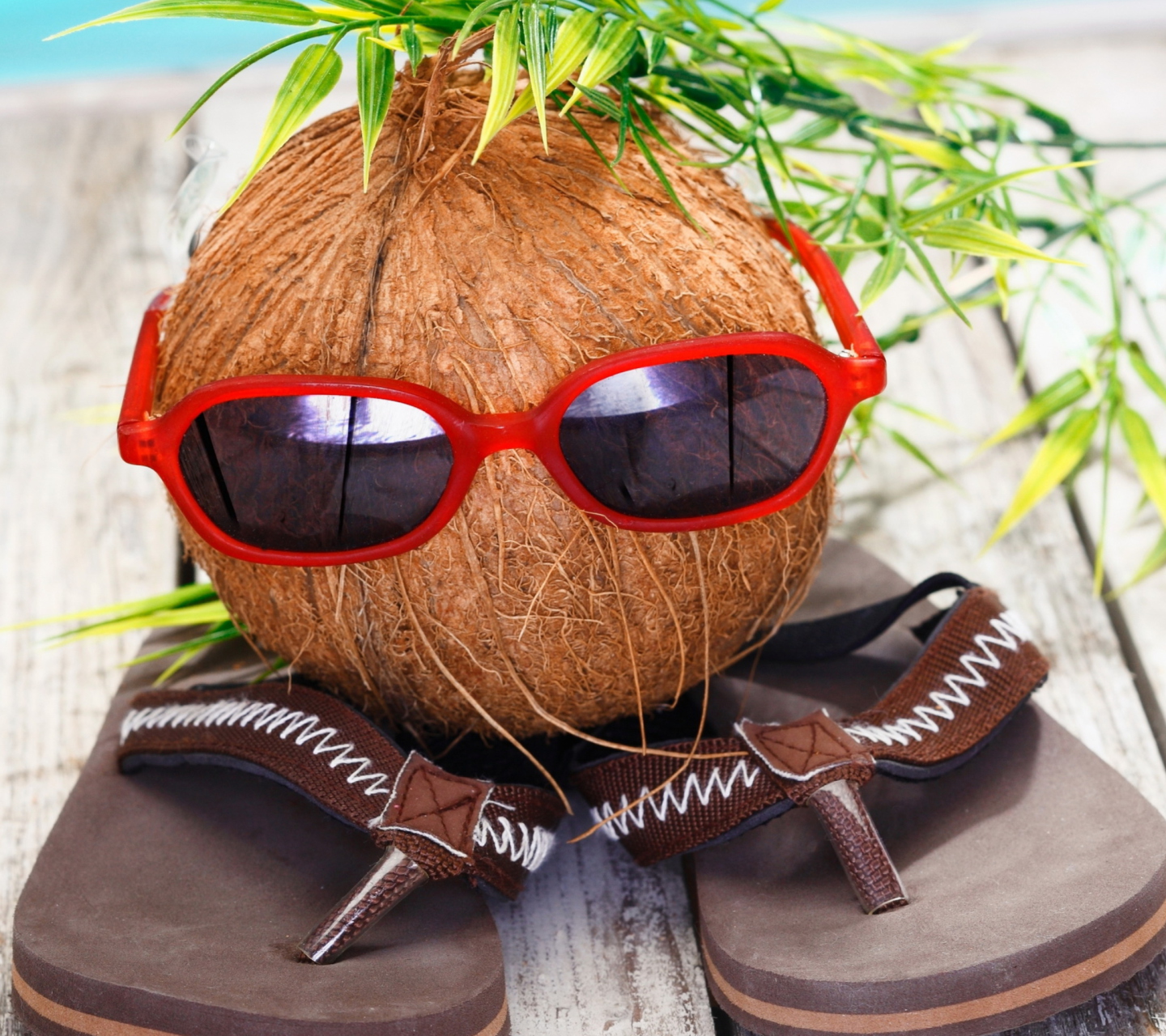 Das Funny Coconut Wallpaper 1440x1280