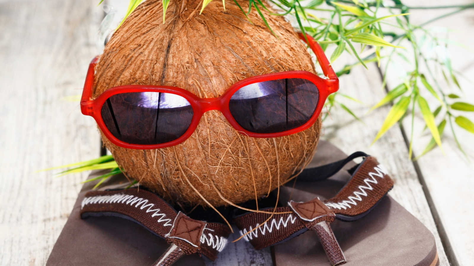 Fondo de pantalla Funny Coconut 1600x900