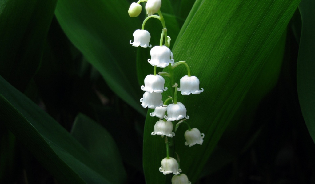 Sfondi Lily Of The Valley 1024x600