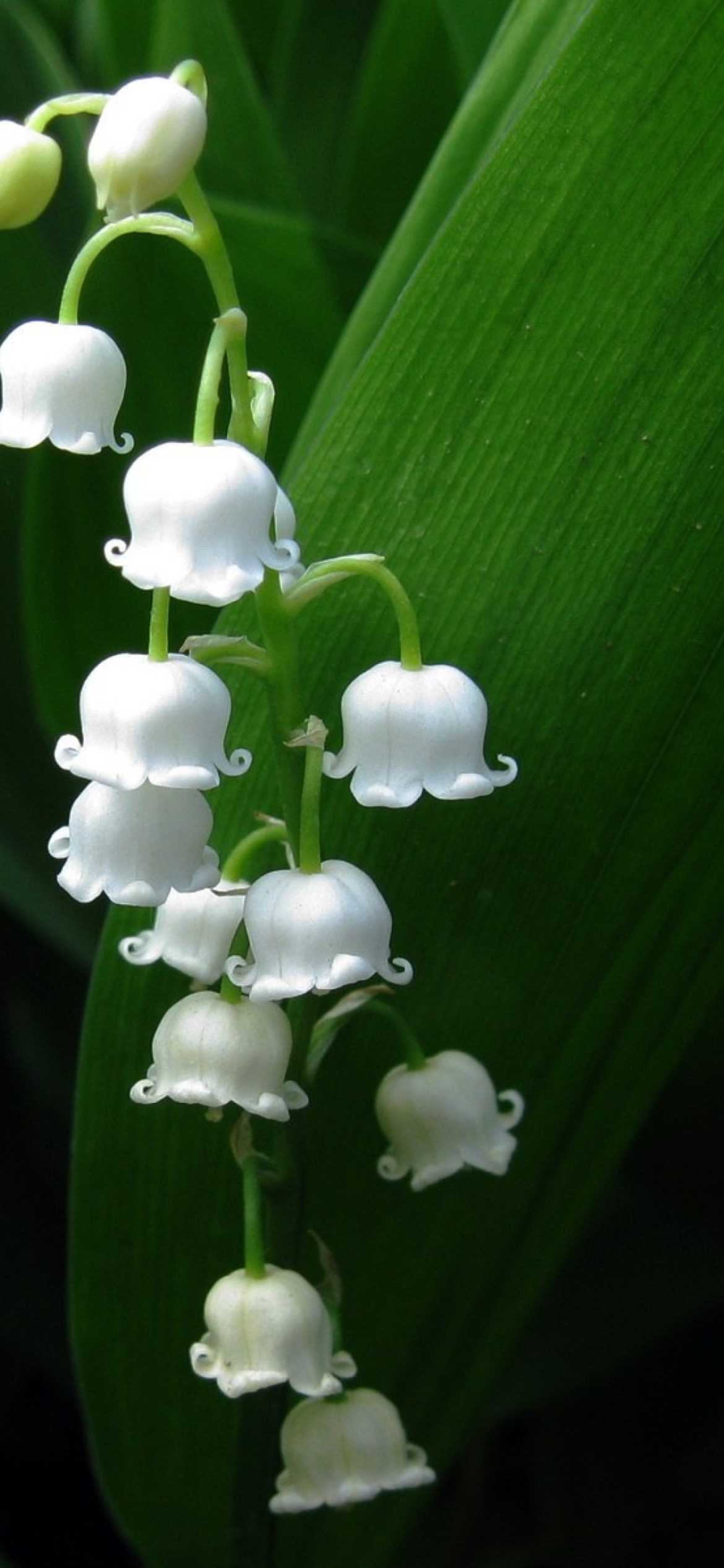 Sfondi Lily Of The Valley 1170x2532