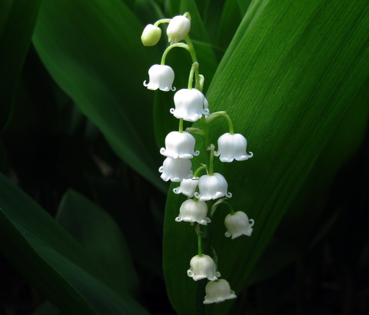 Das Lily Of The Valley Wallpaper 1200x1024