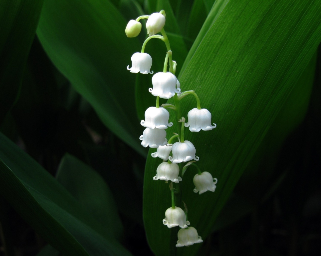 Sfondi Lily Of The Valley 1280x1024