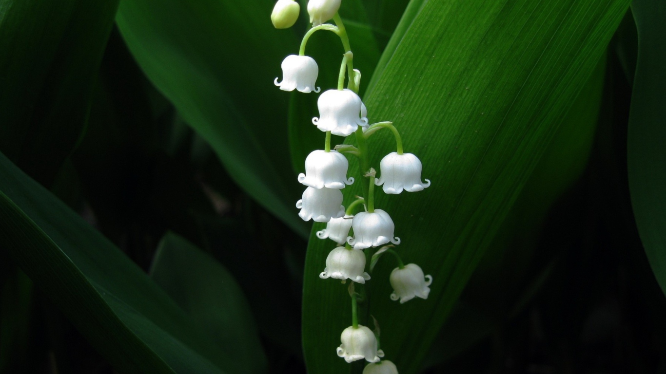 Lily Of The Valley wallpaper 1366x768