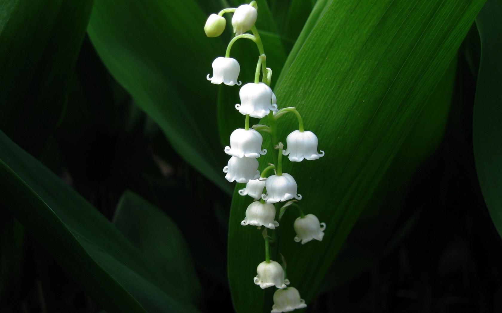 Обои Lily Of The Valley 1680x1050