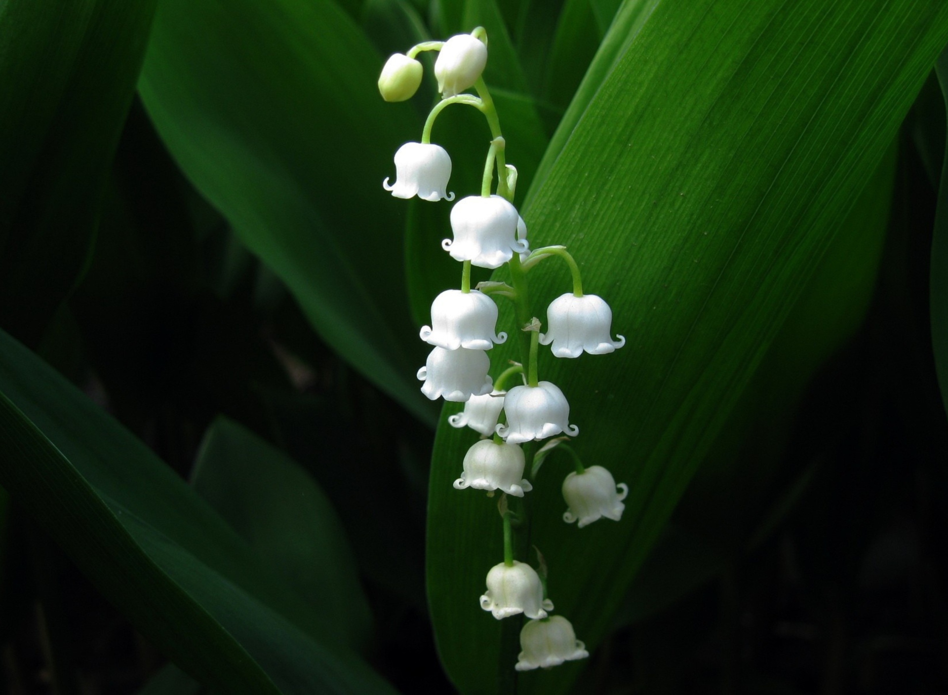 Das Lily Of The Valley Wallpaper 1920x1408