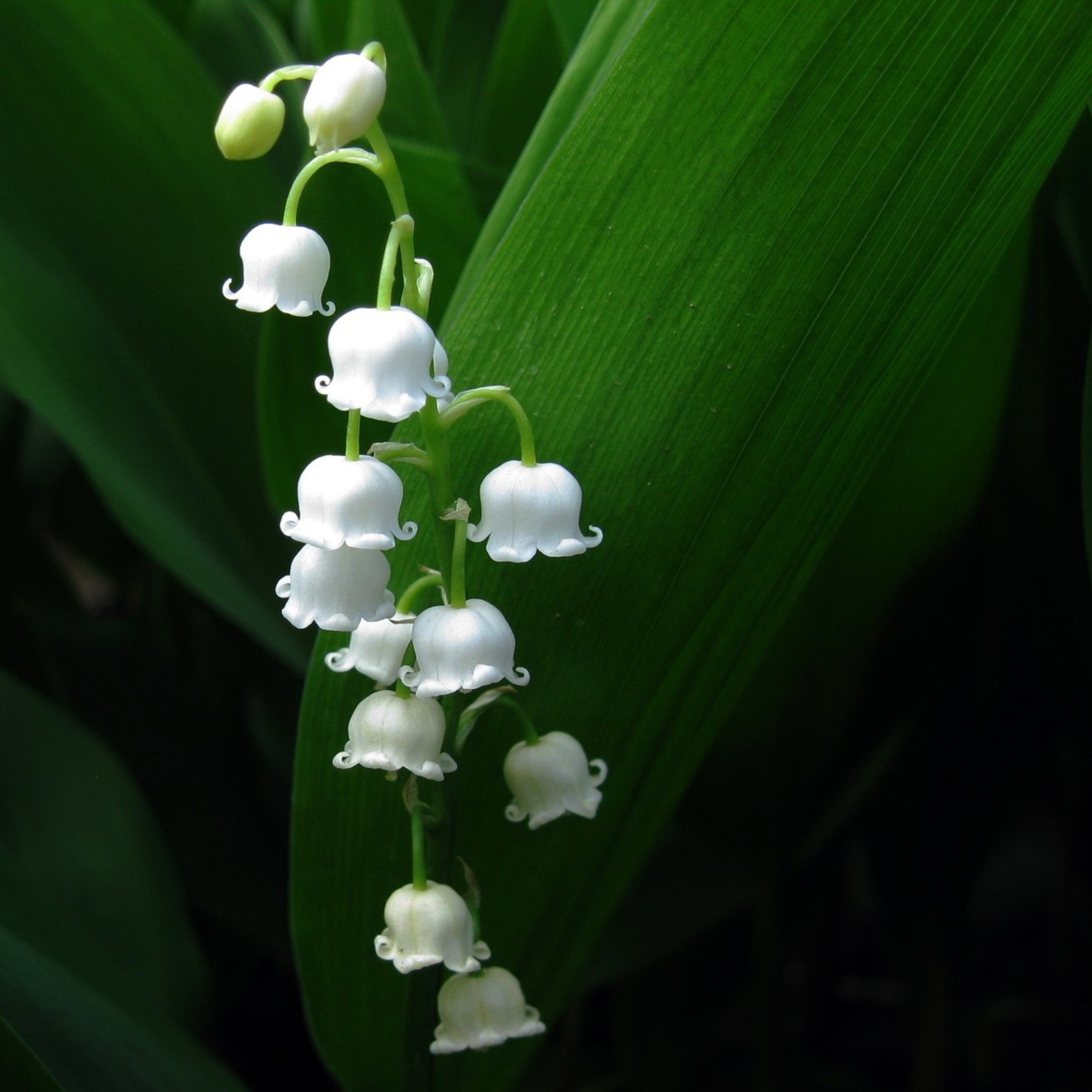 Screenshot №1 pro téma Lily Of The Valley 2048x2048