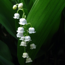 Screenshot №1 pro téma Lily Of The Valley 208x208