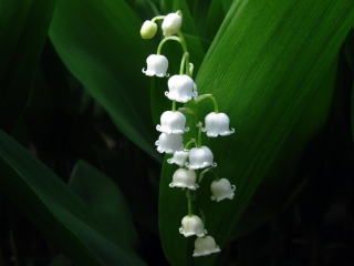 Screenshot №1 pro téma Lily Of The Valley 320x240