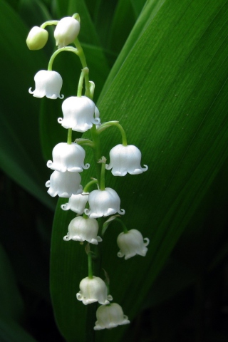 Screenshot №1 pro téma Lily Of The Valley 320x480