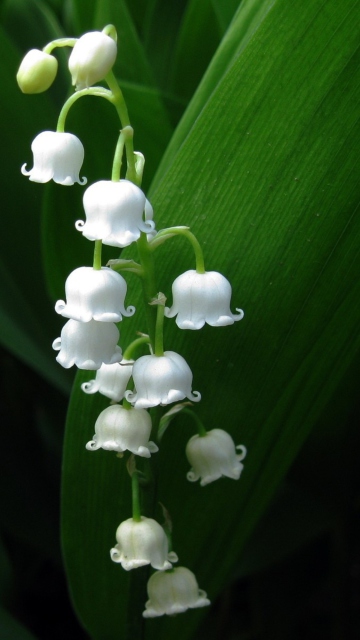 Sfondi Lily Of The Valley 360x640
