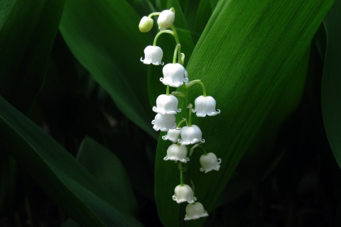 Screenshot №1 pro téma Lily Of The Valley 480x320