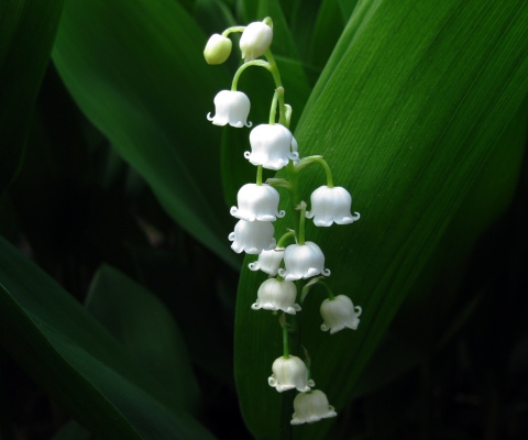 Das Lily Of The Valley Wallpaper 480x400