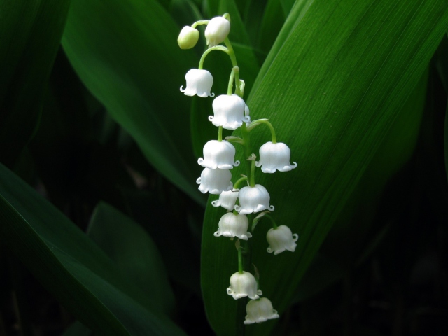 Das Lily Of The Valley Wallpaper 640x480