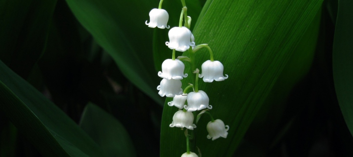 Sfondi Lily Of The Valley 720x320
