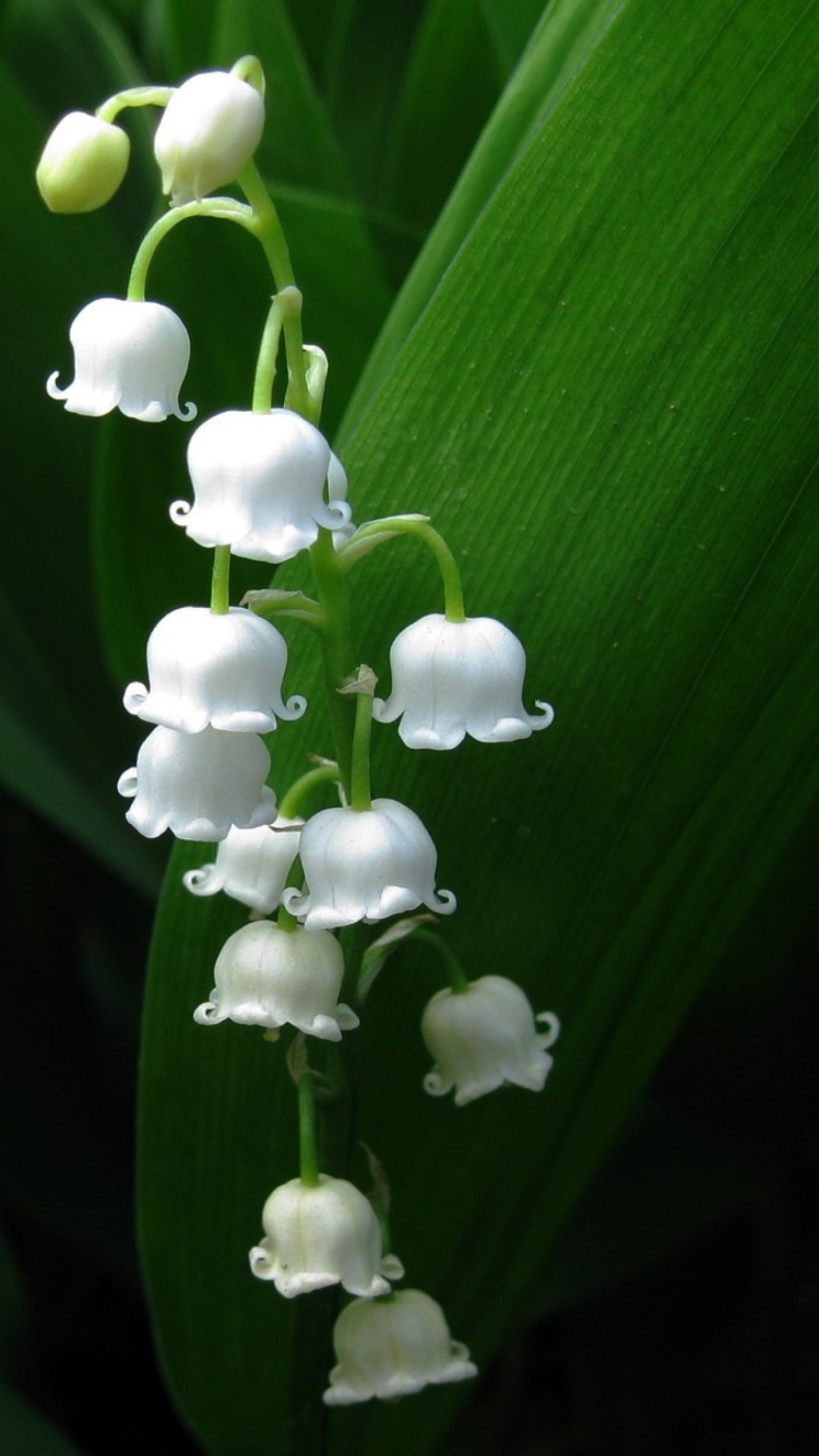 Lily Of The Valley wallpaper 750x1334