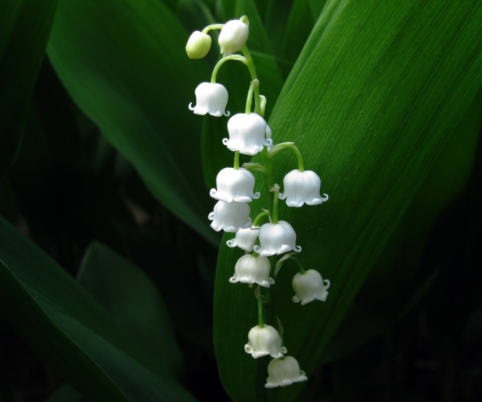 Screenshot №1 pro téma Lily Of The Valley 960x800