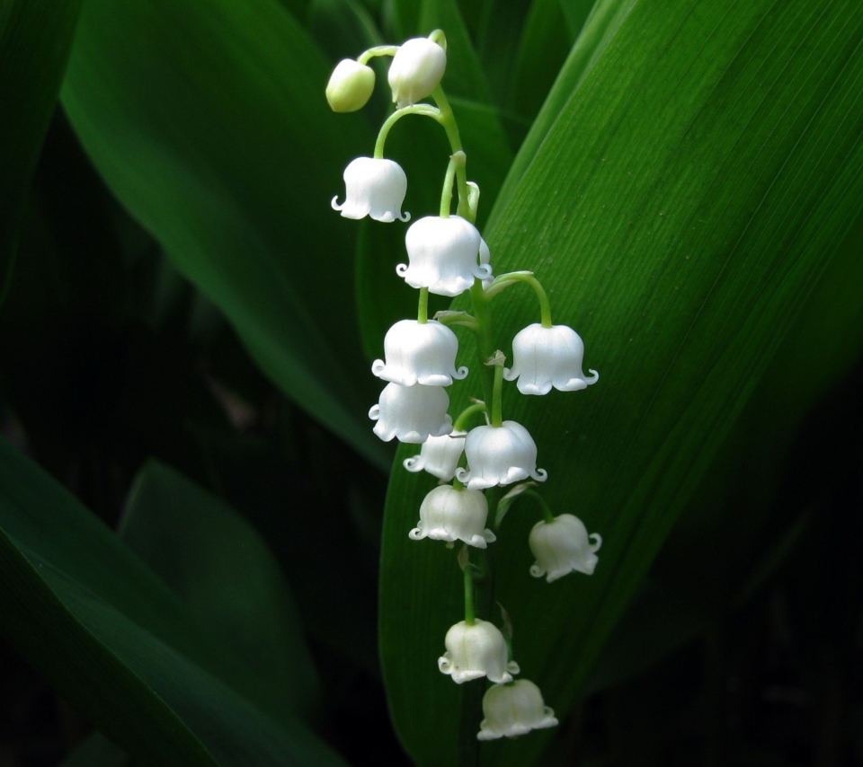 Das Lily Of The Valley Wallpaper 960x854