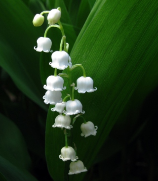 Kostenloses Lily Of The Valley Wallpaper für 240x320