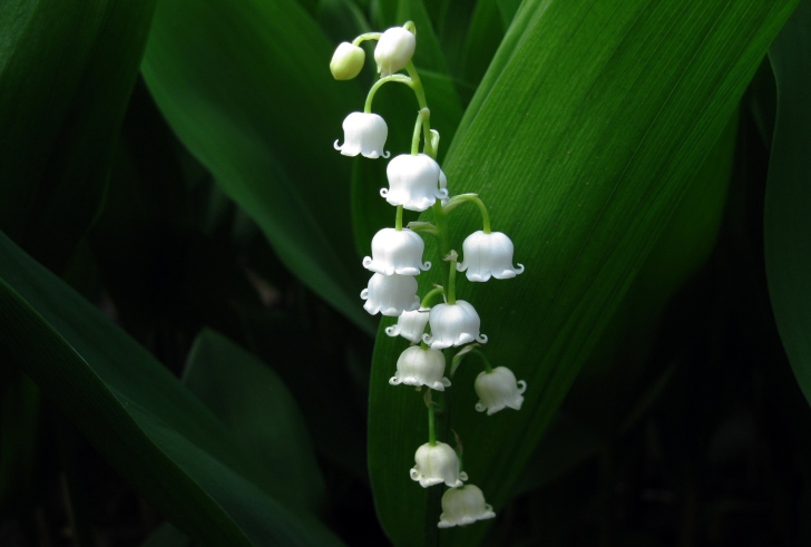 Обои Lily Of The Valley