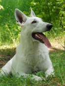 Sfondi Berger Blanc Dog 132x176