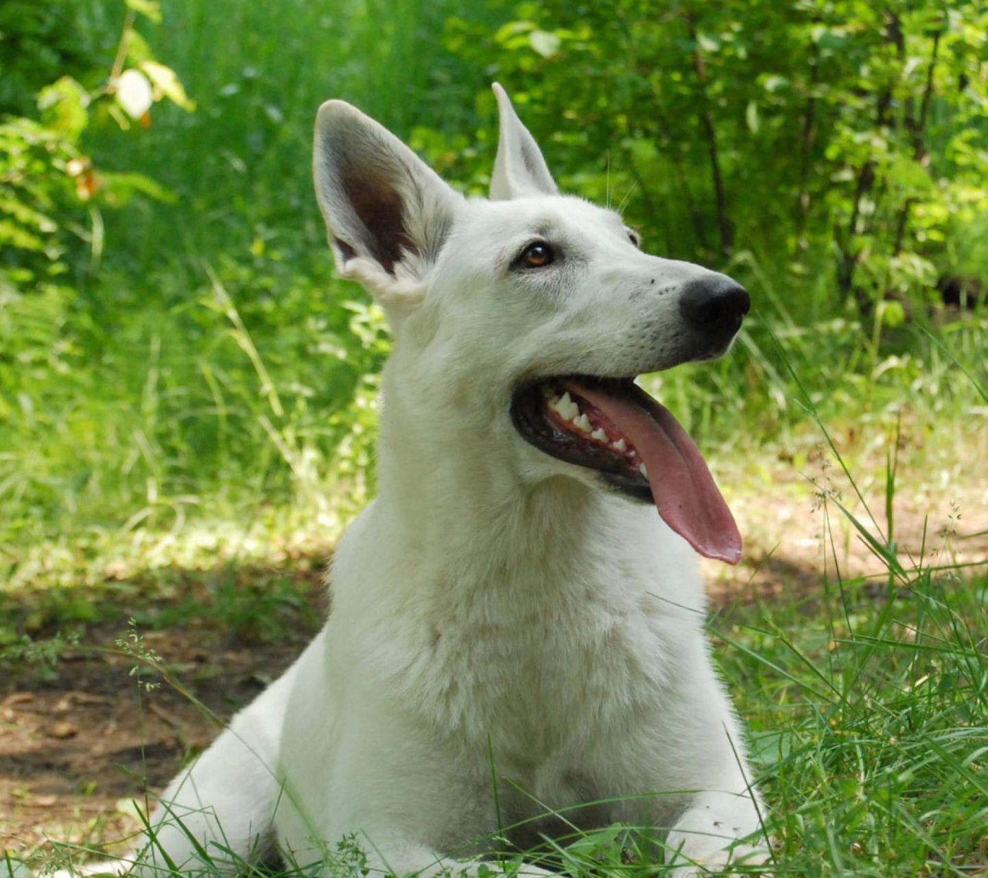 Berger Blanc Dog screenshot #1 1440x1280