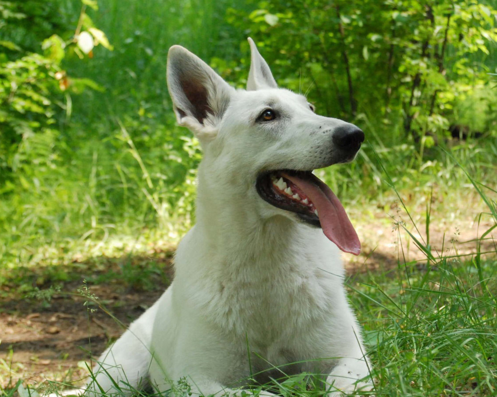 Berger Blanc Dog screenshot #1 1600x1280