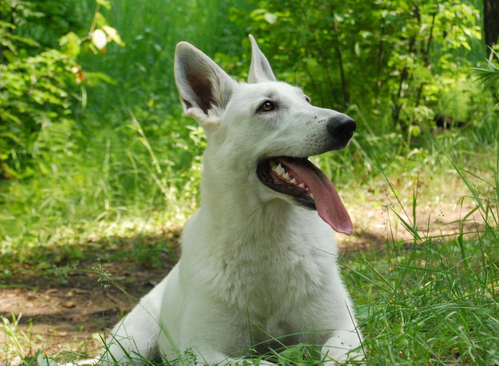 Berger Blanc Dog screenshot #1 1920x1408