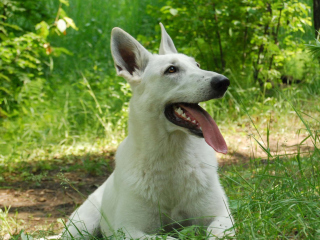 Berger Blanc Dog screenshot #1 320x240