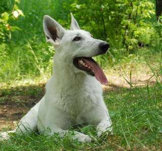 Berger Blanc Dog - Obrázkek zdarma pro Samsung B159 Hero Plus