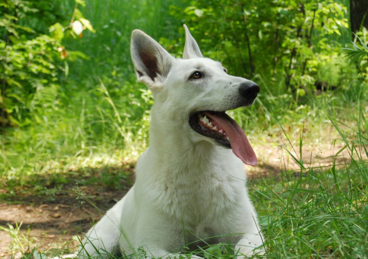 Fondo de pantalla Berger Blanc Dog