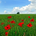 Red Poppies And Green Field wallpaper 128x128