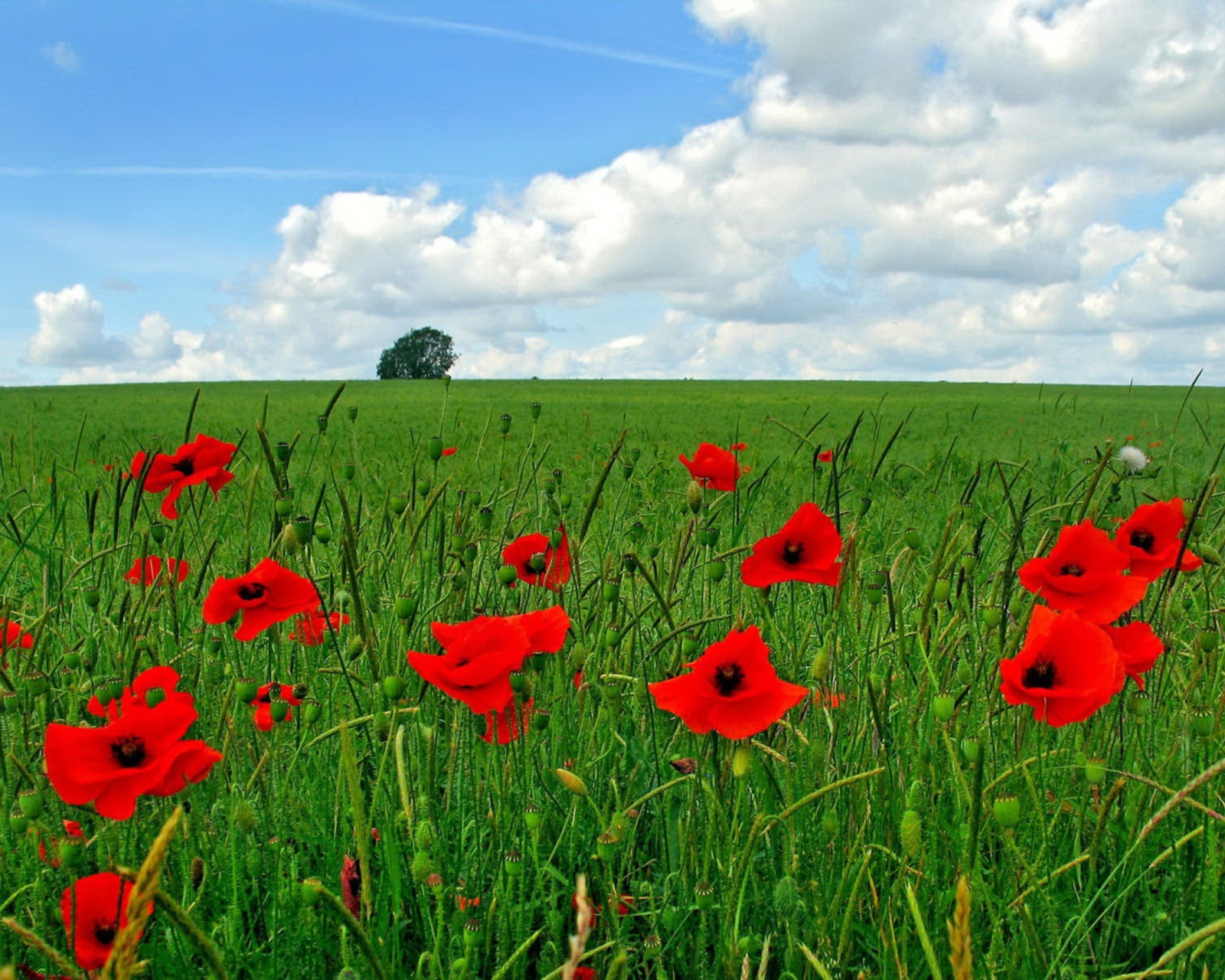 Red Poppies And Green Field wallpaper 1600x1280