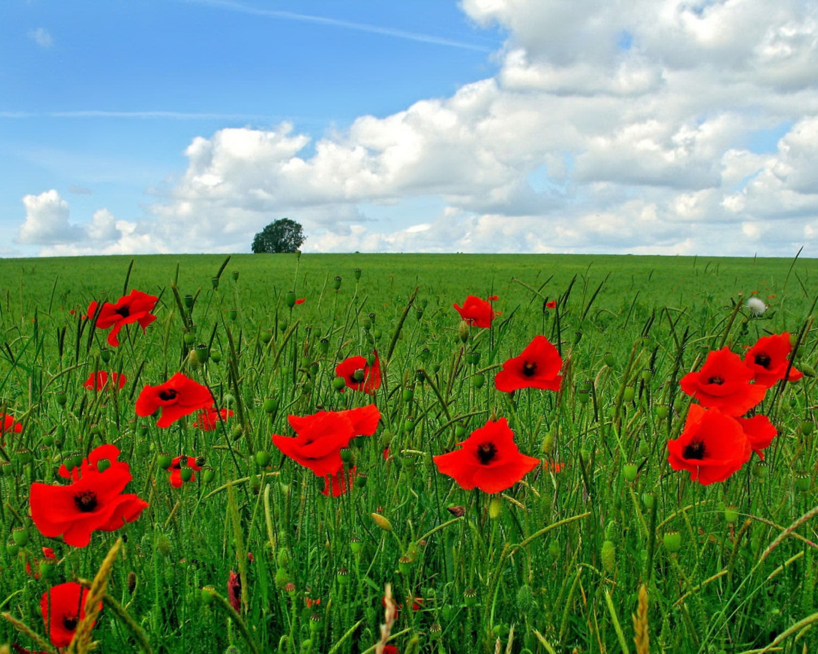 Sfondi Red Poppies And Green Field 1600x1280