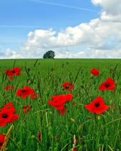 Das Red Poppies And Green Field Wallpaper 176x220