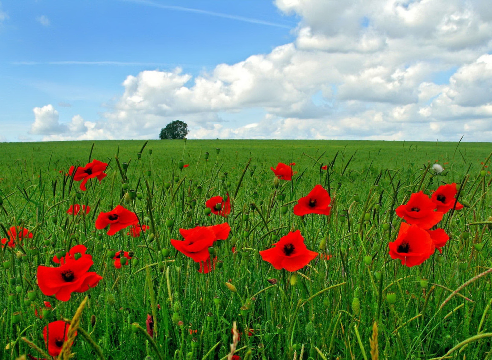 Red Poppies And Green Field screenshot #1 1920x1408